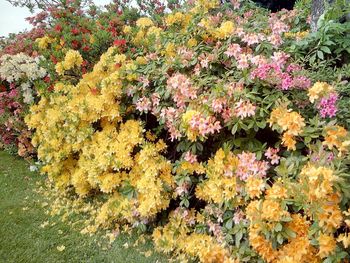 Close-up of yellow flowers on tree