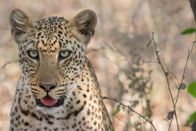 Close-up portrait of leopard outdoors