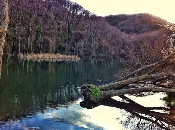 SCENIC VIEW OF LAKE AMIDST TREES