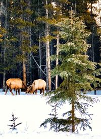 Horses on snow covered trees