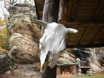 Close-up of animal skull