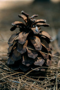 Close-up of dried plant on field