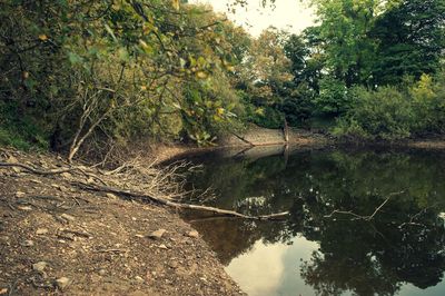 Reflection of trees in river