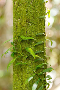 Close-up of green tree trunk