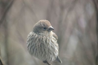 Close-up of bird perching