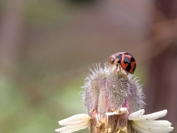 Close-up of ladybug on purple flower