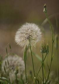 Close-up of dandelion