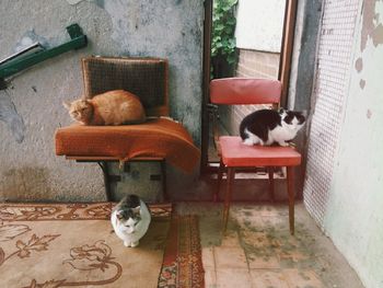 Cat sitting on floor