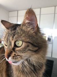 Close-up of a cat looking away