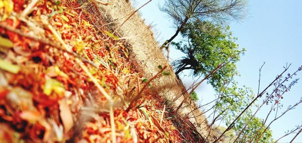 Low angle view of plant against sky