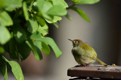 Close-up of bird perching on branch