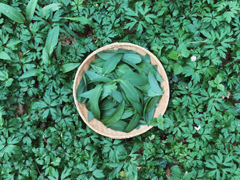 High angle view of green rose on plant