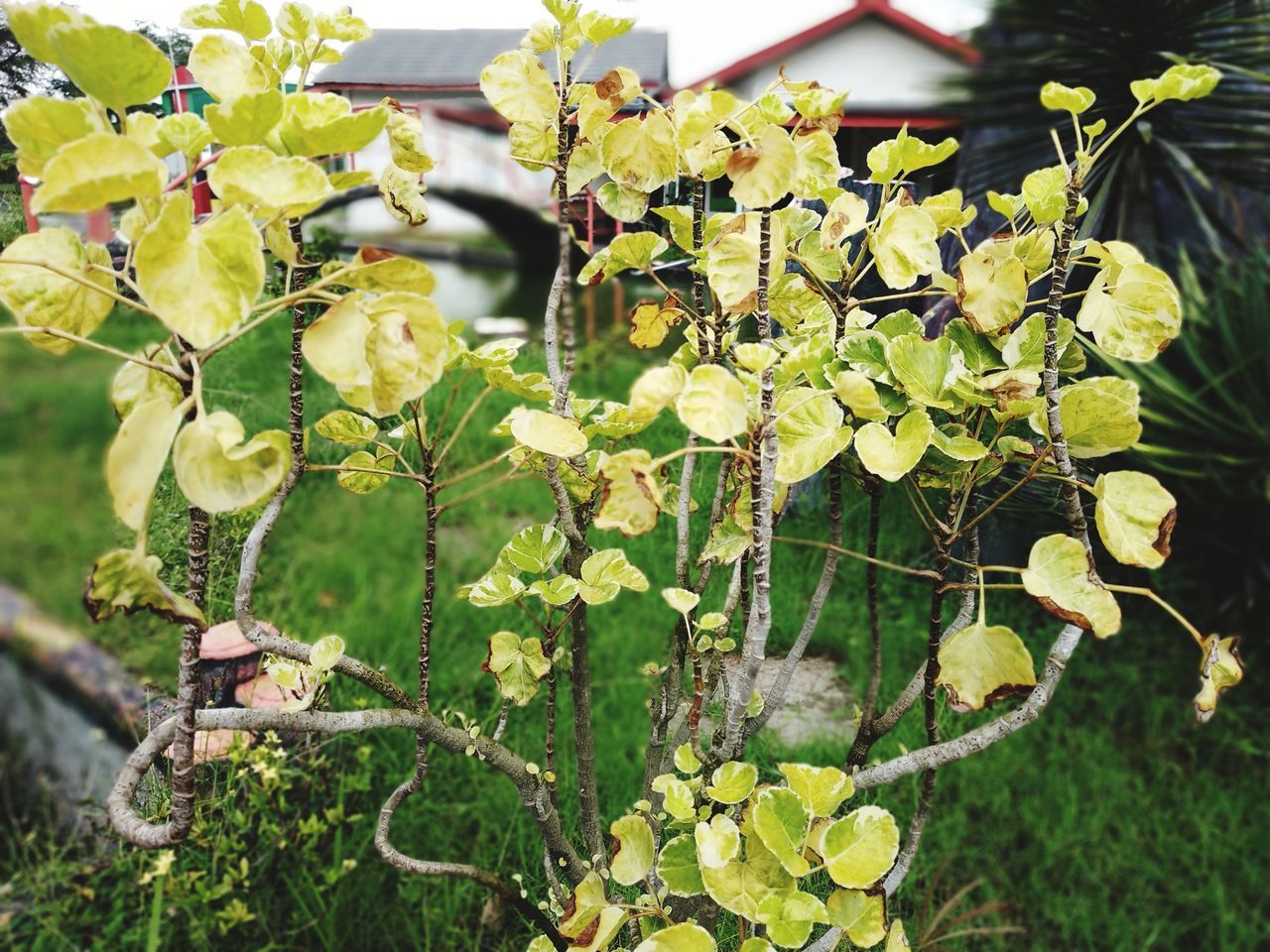 CLOSE-UP OF FLOWERING PLANTS