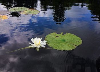 Lotus floating on pond