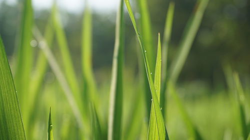 Close-up of wet grass on field