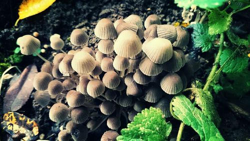 High angle view of mushrooms growing on tree