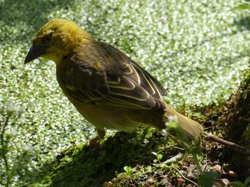 Close-up of bird perching on a tree