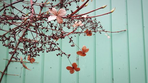 Low angle view of dry plant against green wall