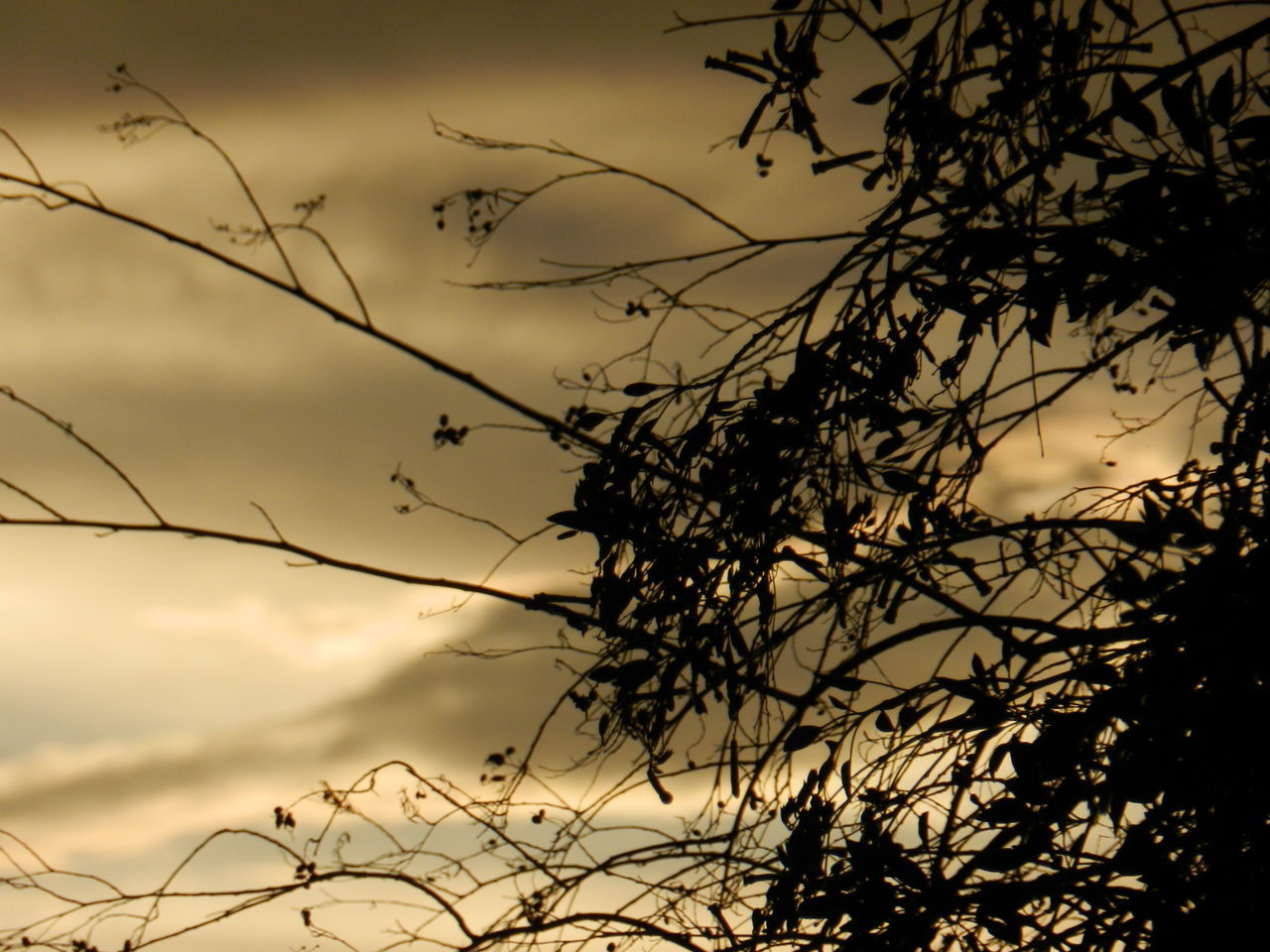 LOW ANGLE VIEW OF SILHOUETTE TREES AGAINST SKY