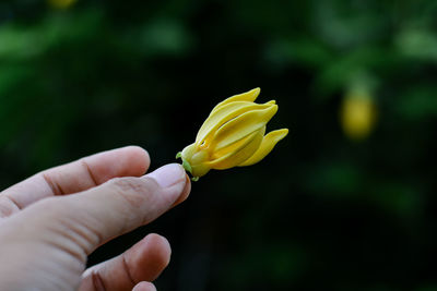 Close-up of hand holding yellow flower