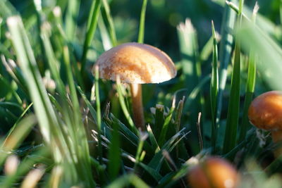 Close-up of mushroom growing on field