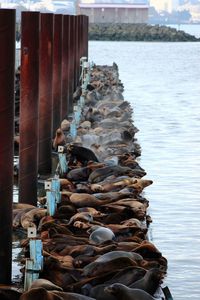 Harbor at lake