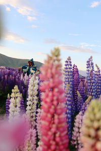 Close-up of purple flowering plants on field against sky