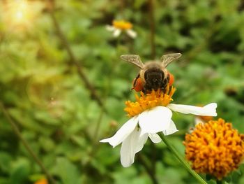 Close-up of bee on flower