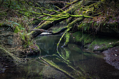 Reflection of trees in lake