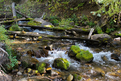 Scenic view of waterfall in forest