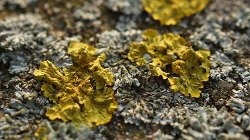 Close-up of dry leaves