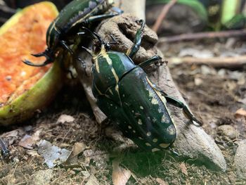 High angle view of insect on field