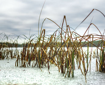 Close-up of grass on beach against sky