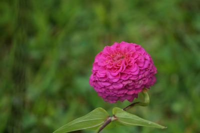 Close-up of pink flowers