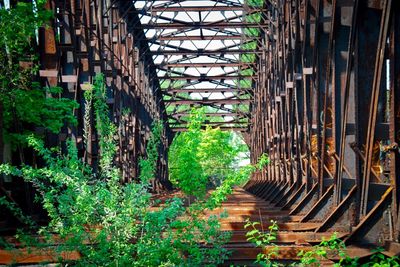 Old bridge amidst trees in forest