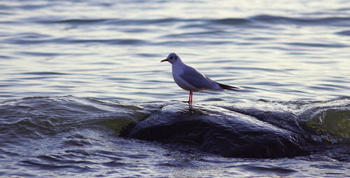 Close-up of seagull perching on water