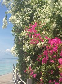 Close-up of plants by sea against sky