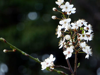 Close-up of white flowers on tree