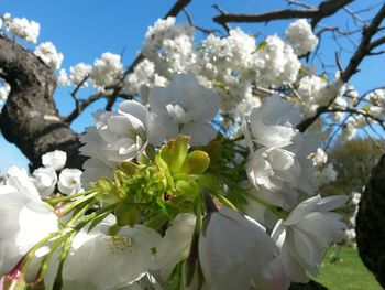 Low angle view of white flowers on tree