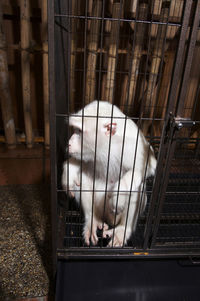 View of cat in cage