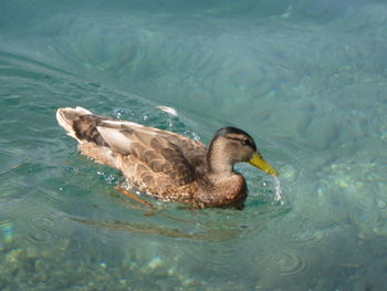 Duck swimming in a lake