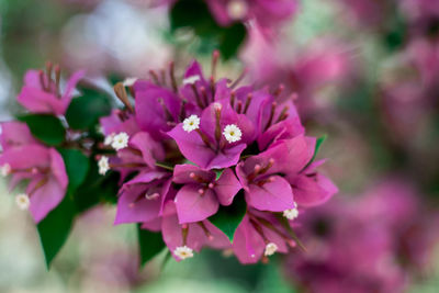 Close-up of pink flowering plant