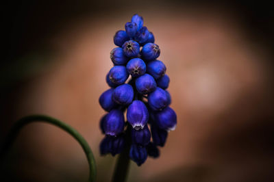 Close-up of purple flowering plant