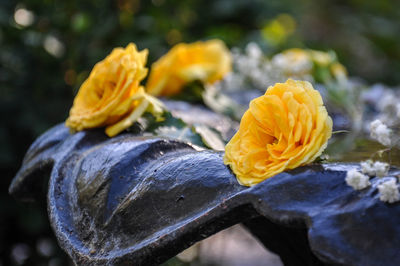 Close-up of yellow flower