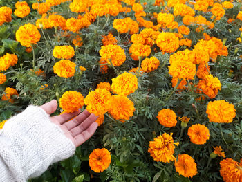 Left hand holding marigold flower in a flower garden