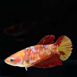 Close-up of fish swimming in sea