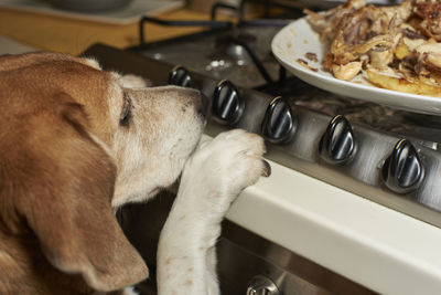 Beagle dog looking plate from table