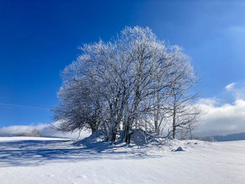 Bare tree on snow covered field against sky