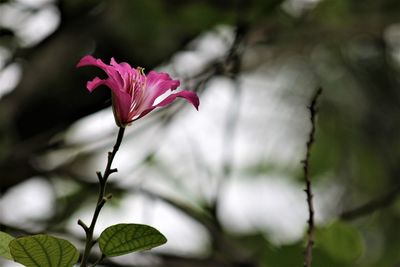Close-up of pink flowering plant