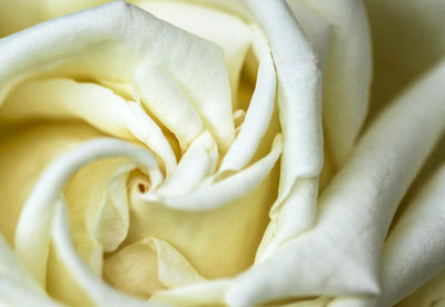 Close-up of yellow rose